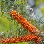 Sanddorn 'Askola' mit orangefarbenen Beeren an Zweigen, Nahaufnahme.