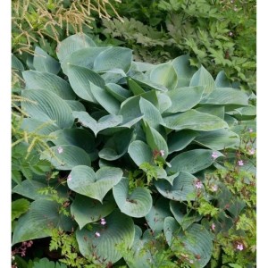 Graublattfunkie Halcyon (Hosta tardiana) im Topf, eine winterharte Staude mit graublauen Blättern.