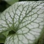Detailaufnahme eines silber gemusterten Blattes der Brunnera Jack Frost (Kaukasusvergissmeinnicht).