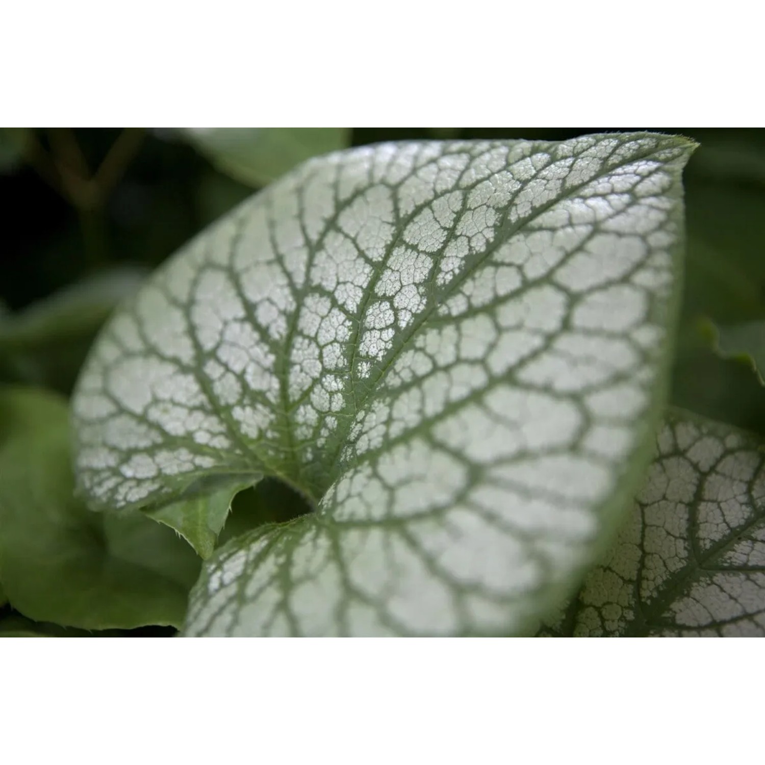 Detailaufnahme eines silber gemusterten Blattes der Brunnera Jack Frost (Kaukasusvergissmeinnicht).
