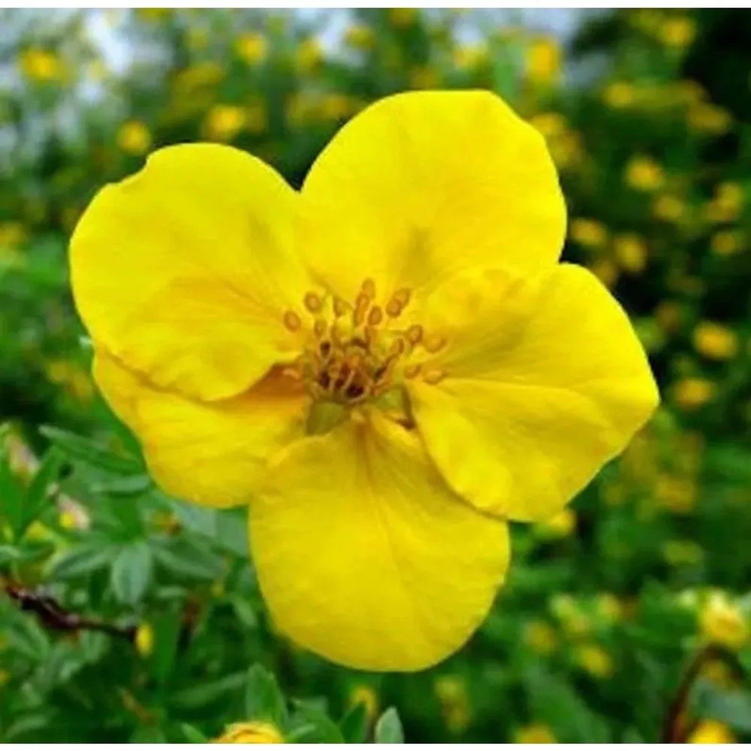 10x Kleiner Spierstrauch Kobald - Potentilla fruticosa