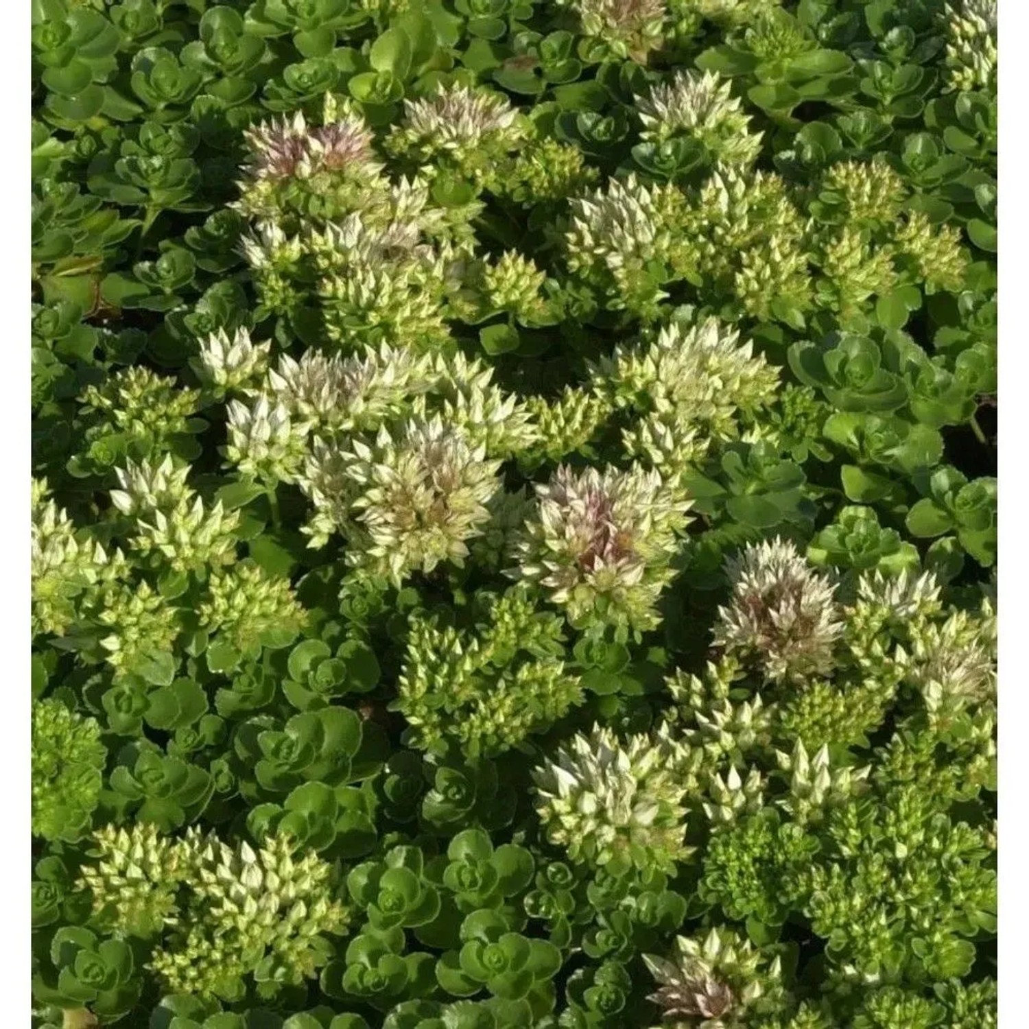 Kaukasus Asienfetthenne Album Superbum - Sedum spurium