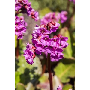 Nahaufnahme der rosa Blüten der Bergenia Cordifolia Abendglocken Herzblatt Bergenie.