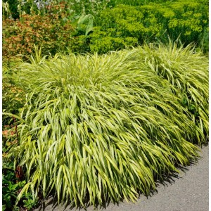 Japan Goldbandgras (Hakonechloa macra) mit gelb-grünen Blättern im Garten.
