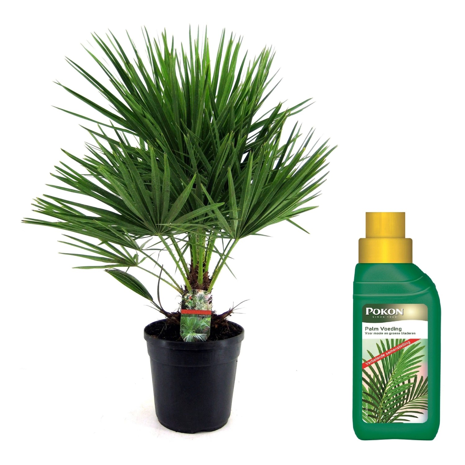 Plant In A Box Bergpalme  Chamaerops Humilis Höhe 70cm Ø21 Grün Mit Pflanzennahrung