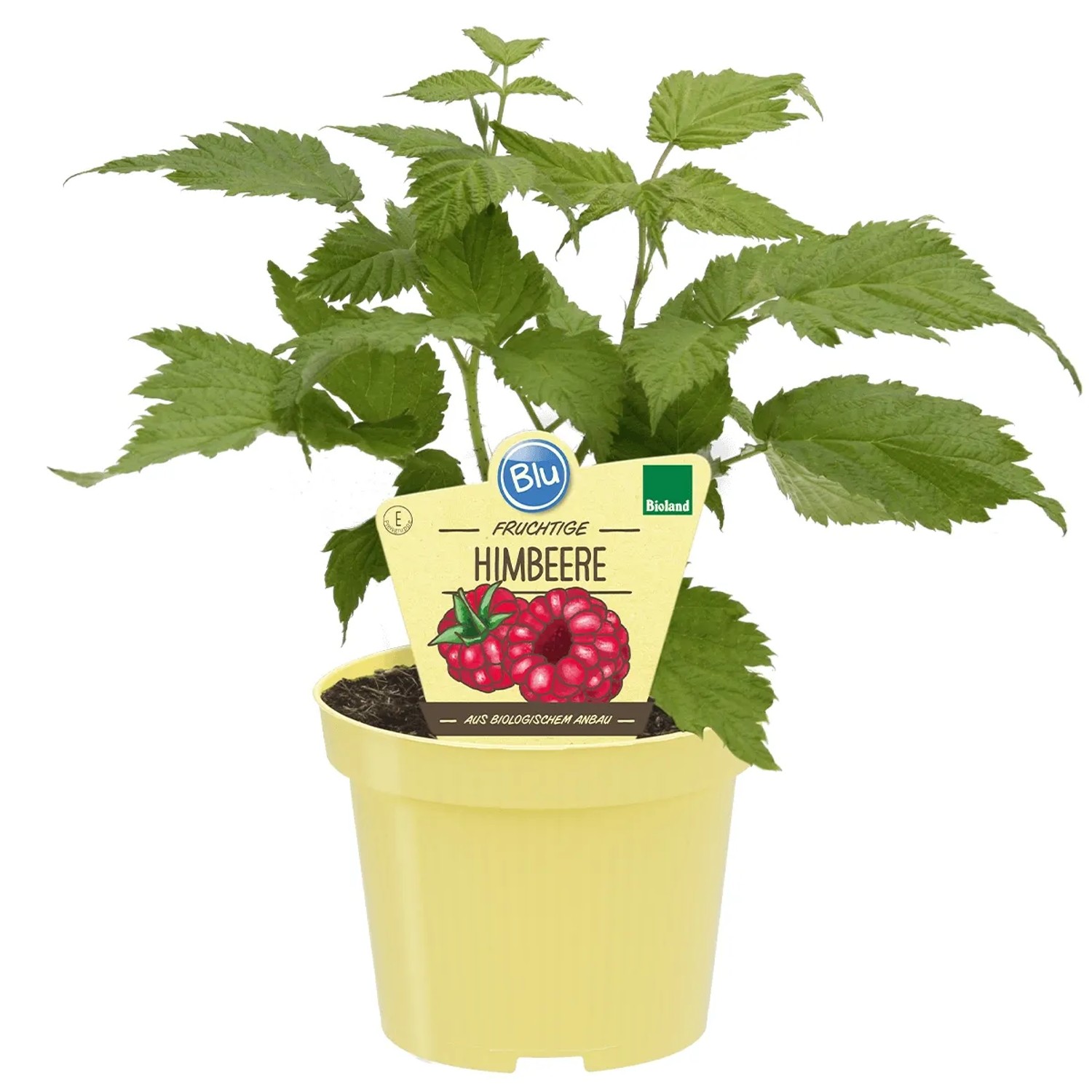Blu Himbeere Topf-Ø ca. 12 cm Rubus idaeus