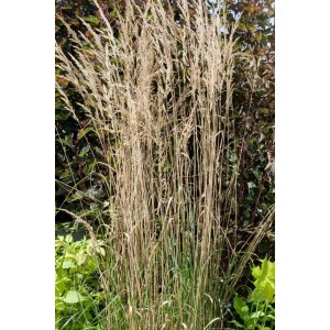 Calamagrostis Overdam Ziergras mit beigen Blütenständen im 9x9 cm Topf.