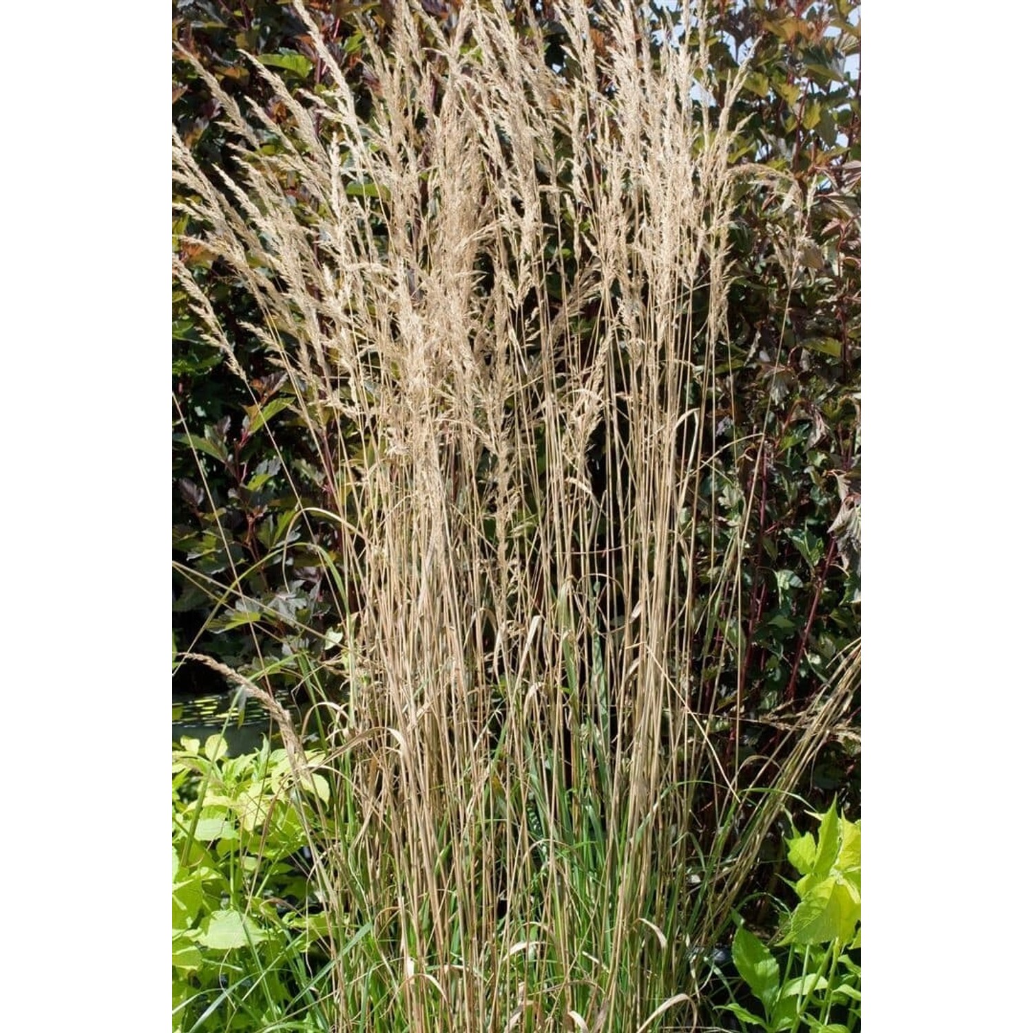Calamagrostis X Acutiflora Overdam Ziergras Ca. 9X9 cm Topf günstig online kaufen