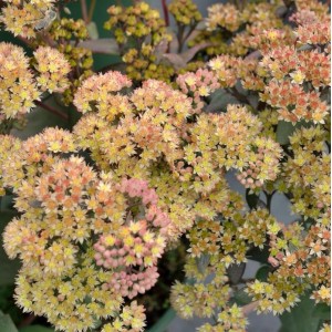 Große Fetthenne Yellow Xenox - Sedum telephium