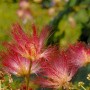 Nahaufnahme der rosa Blüten der Seidenakazie Tropical Dream (Albizia julibrissin).