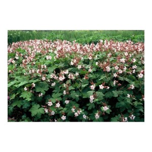 Bodendecker Felsen-Storchschnabel 'Spessart' mit weißen Blüten, 12 Pflanzen im 9cm Topf.