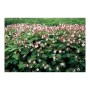 Bodendecker Felsen-Storchschnabel 'Spessart' mit weißen Blüten, 12 Pflanzen im 9cm Topf.