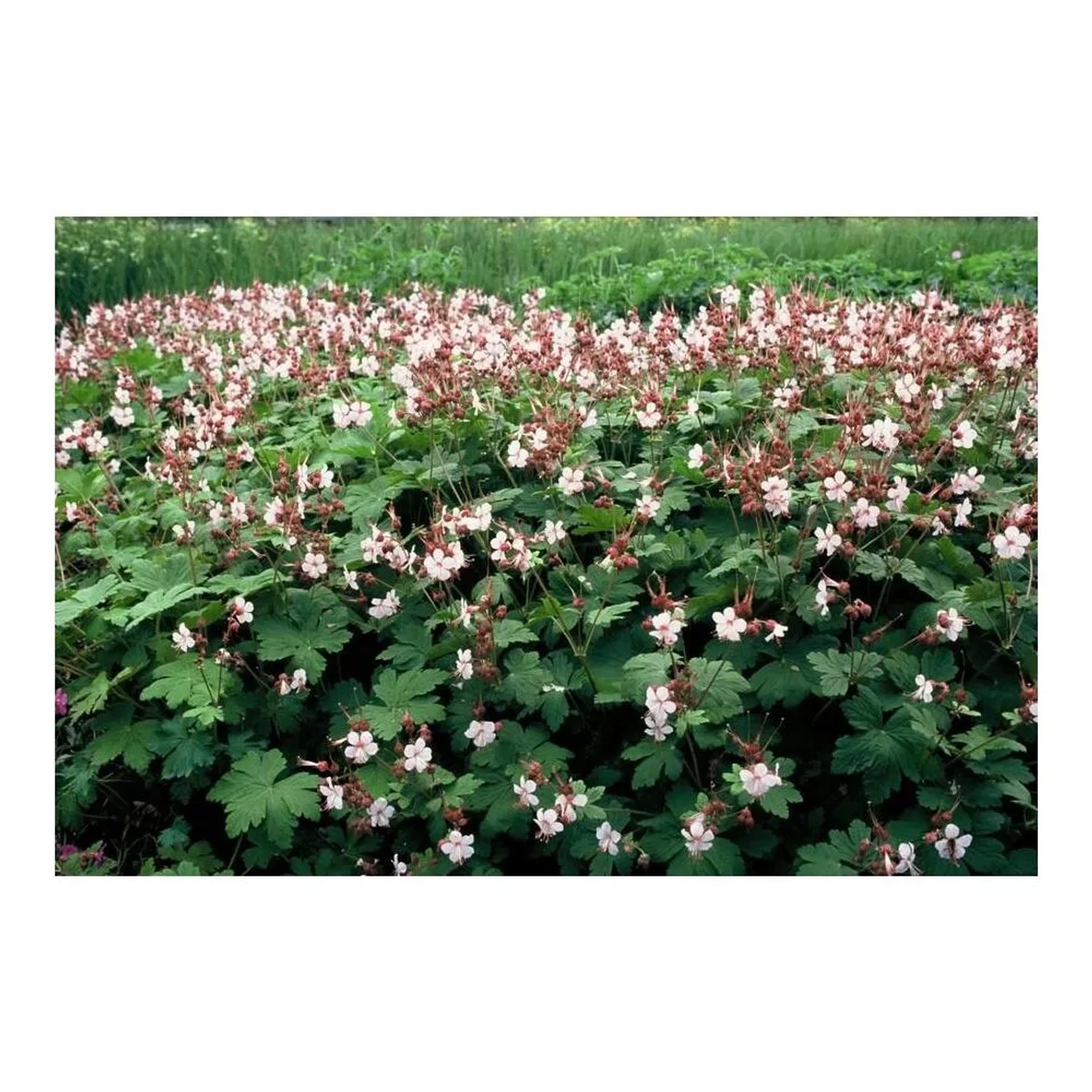 Bodendecker Felsen-Storchschnabel 'Spessart' mit weißen Blüten, 12 Pflanzen im 9cm Topf.