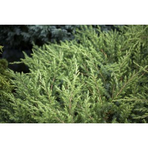 Immergrüner, buschiger, Japanischer Kriechwacholder 'Schlager' als Bodendecker.