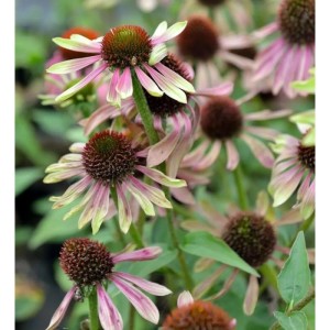 Nahaufnahme des Sonnenhuts 'Green Twister' (Echinacea purpurea) mit rosa-grünen Blütenblättern und braunem Blütenkopf.