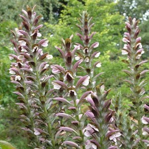 6 x Balkan-Bärenklau 'White Lips' Acanthus hungaricus Topf 9cm Weiße Blüten