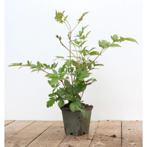 Astilbe Japonica Montgomery im 9x9 cm Topf. Prachtspiere mit grünen Blättern, noch nicht blühend.