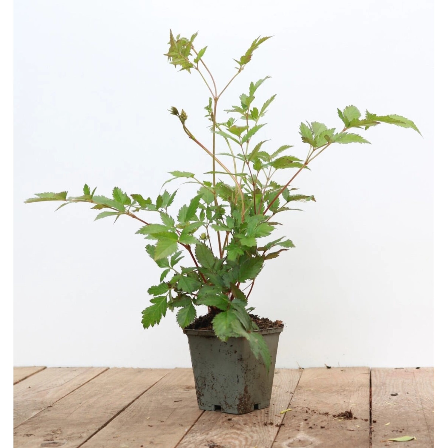 Astilbe Japonica Montgomery Prachtspiere Ca. 9x9 cm Topf günstig online kaufen
