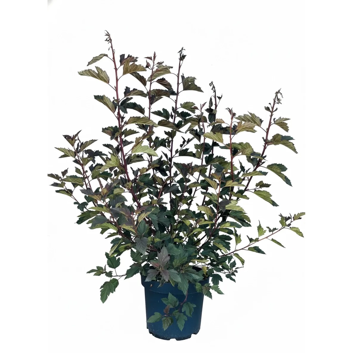 Baumfink Fasanenspiere Summer Wine als Topfpflanze 60-100cm