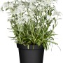 GROW by OBI Alpen-Edelweiß im Topf, ca. 10-20 cm, mit silber-grauen Blättern und weißen Blüten.