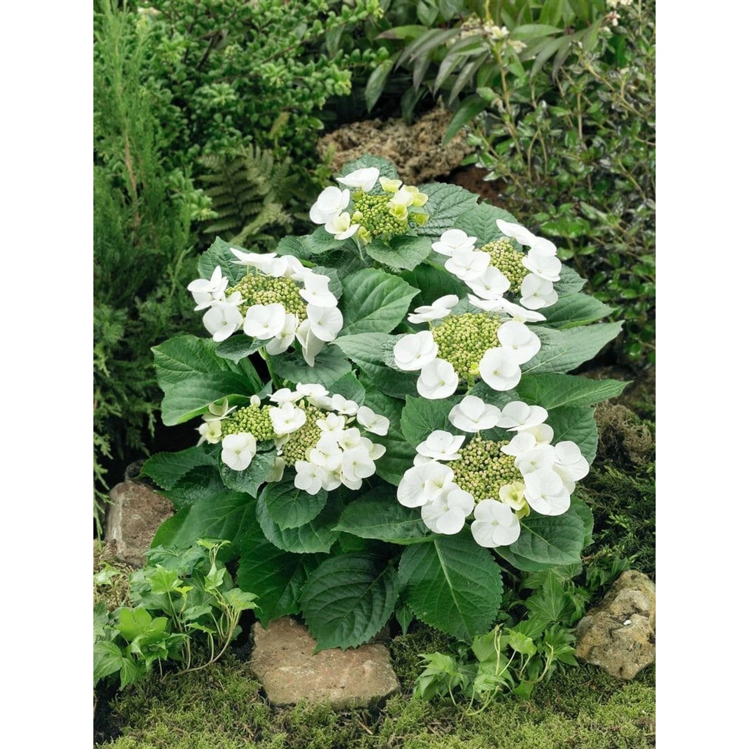 Hydrangea Macrophylla Bauernhortensie Benxi 30-40 cm günstig online kaufen
