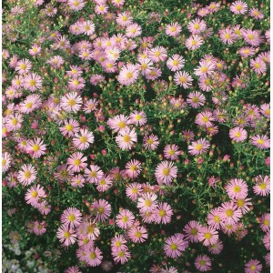 Detailaufnahme der Aster Ericoides 'Pink Cloud' im 9x9 cm Topf, eine blühende Zimmerpflanze mit zartrosa Blüten.