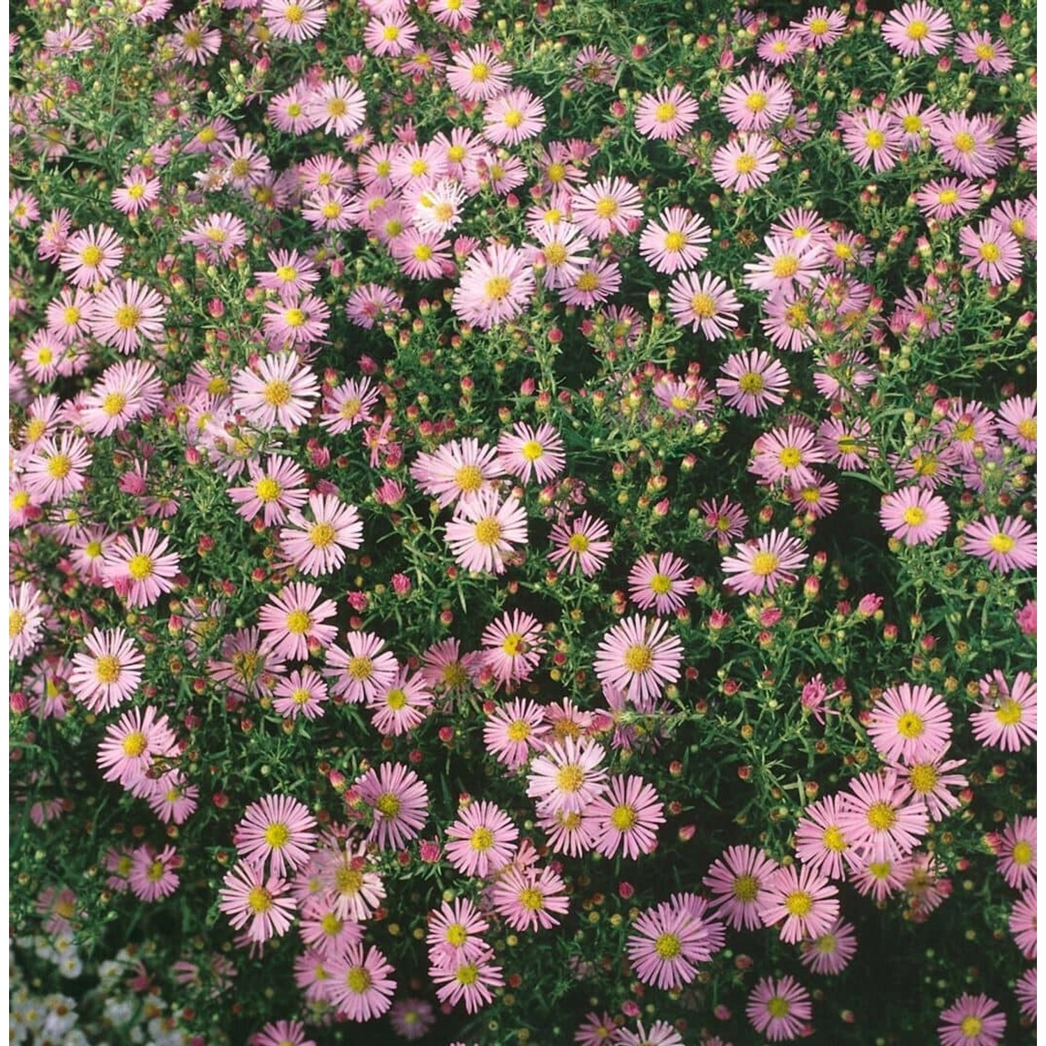 Aster Ericoides Myrtenaster Pink Cloud Ca. 9x9 cm Topf günstig online kaufen