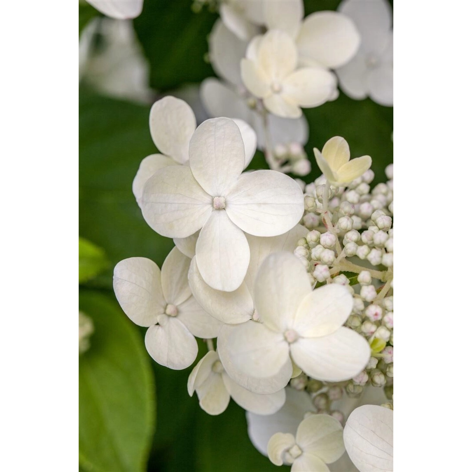 Hydrangea Macrophylla Bauernhortensie Lanarth White 30-40 cm günstig online kaufen