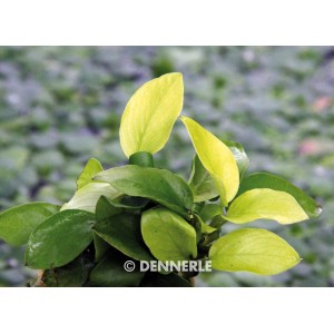 Dennerle Aquariumpflanze Anubias barteri var. Nana Gold mit hellgrünen Blättern.
