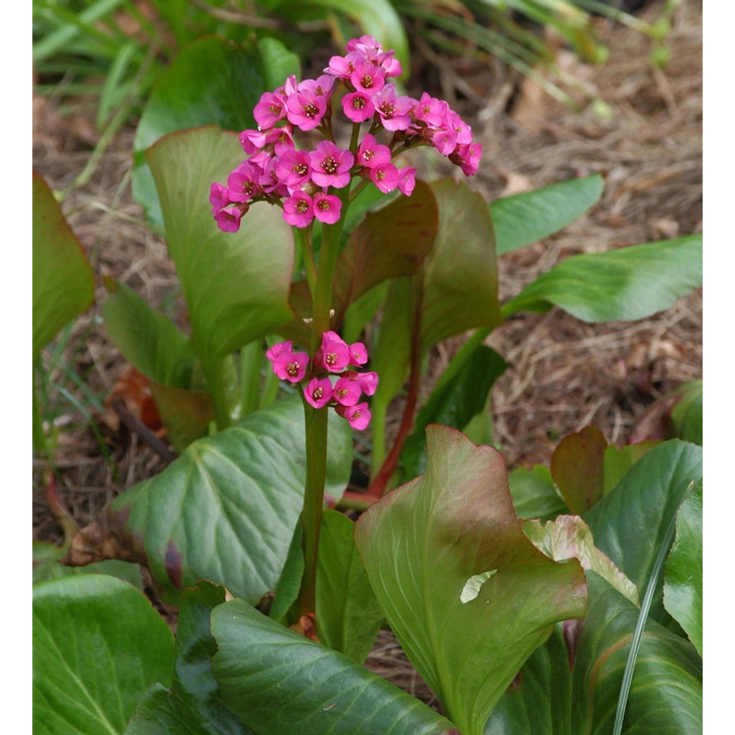 Bergenie Rote Schwester - Bergenia cordifolia günstig online kaufen