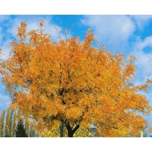 Speierling (Sorbus Domestica) Hausbaum, 80–100 cm, mit goldgelbem Herbstlaub vor blauem Himmel.