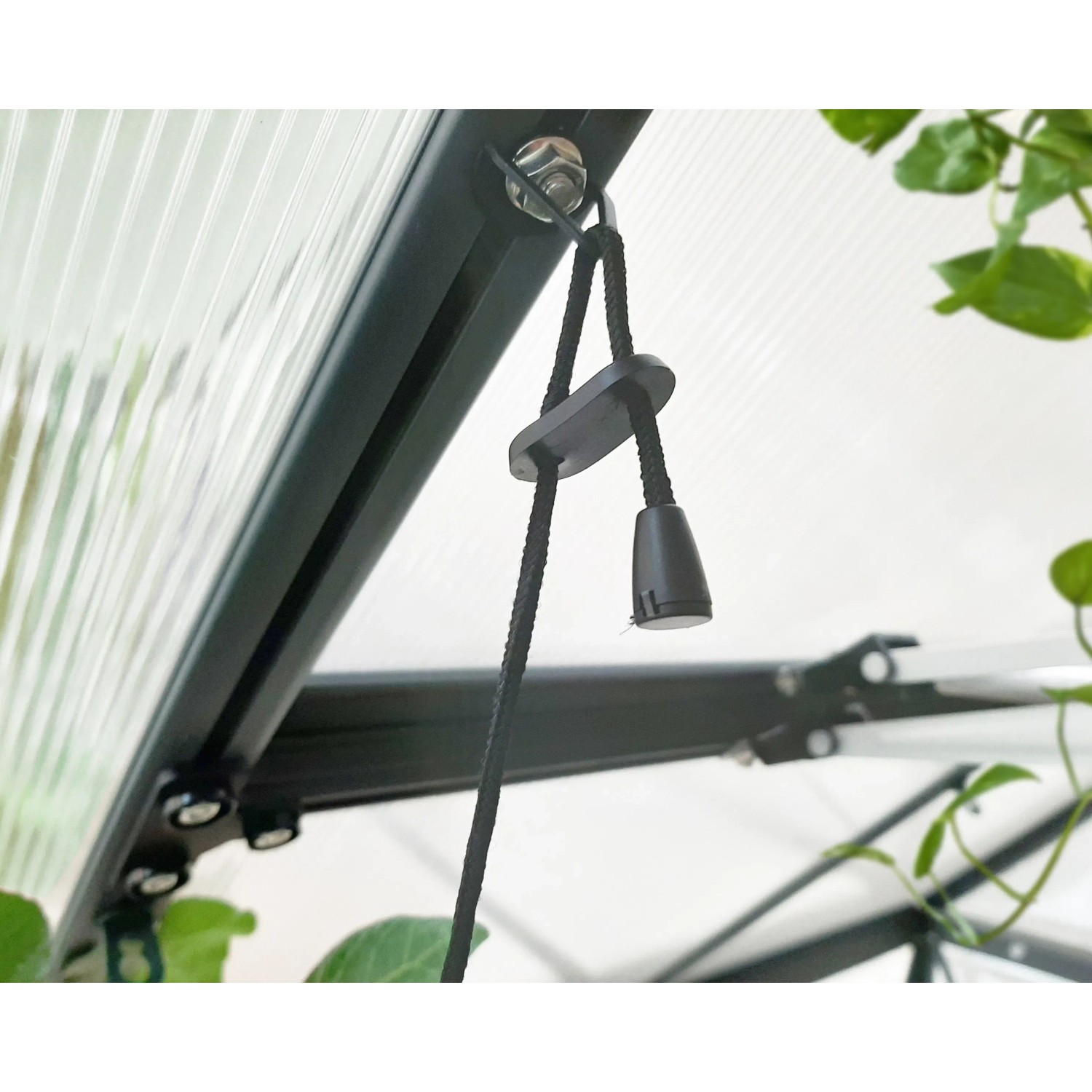 Palram Brighton LED Grow Light im Gewächshaus, höhenverstellbar mit Seilzug.