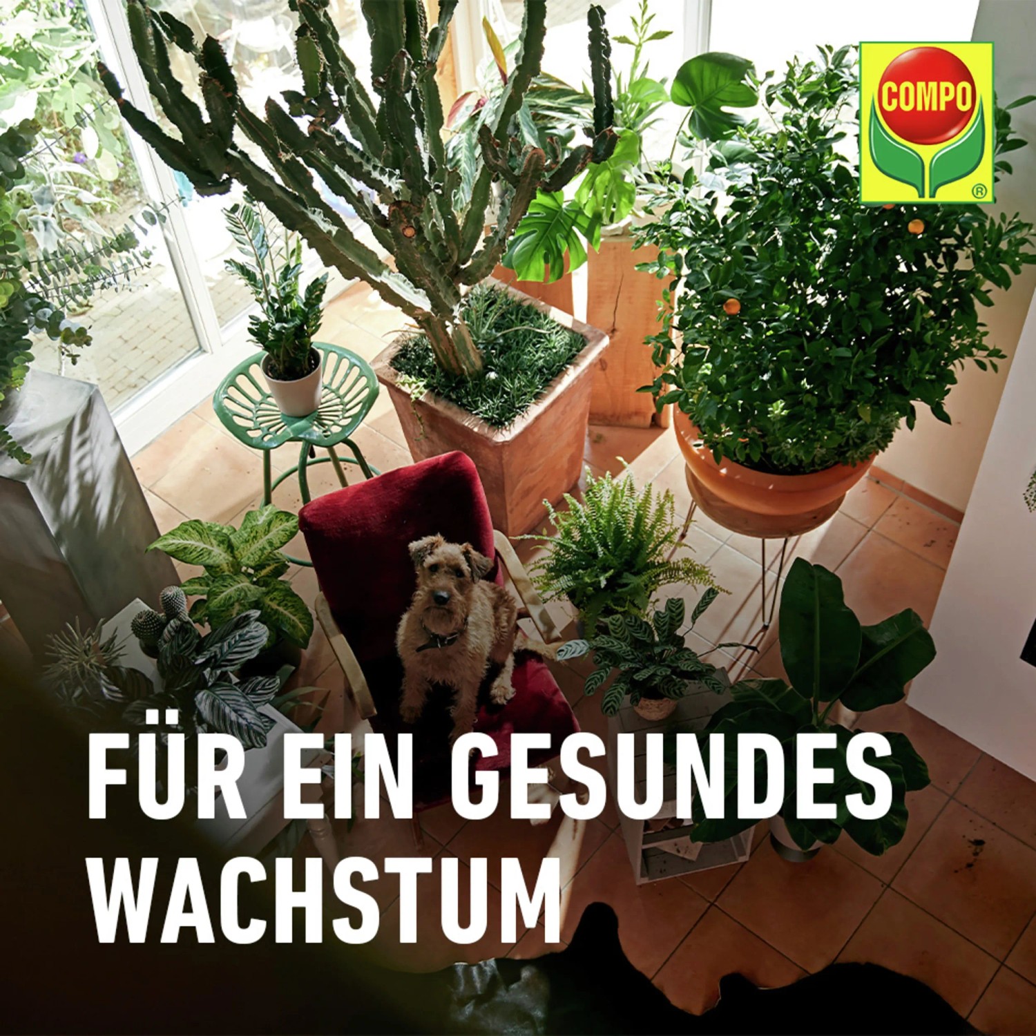 Compo Pflanzendnger flssig ko balance 1 l kaufen bei OBI