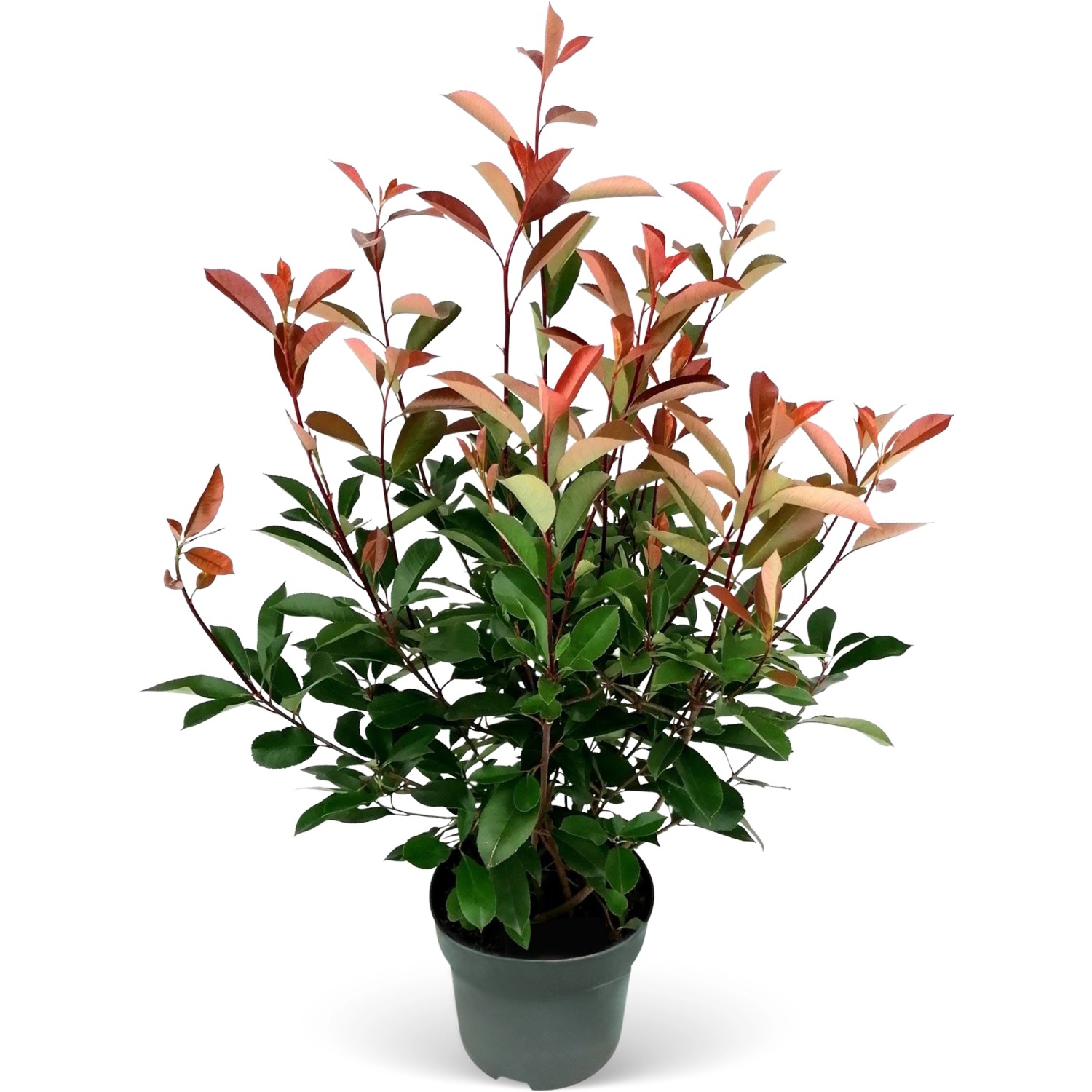 Glanzmispel Red Robin Set à 15 Stück Höhe ca. 80 - 100 cm Photinia fraseri