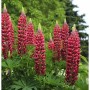 Gartenlupinie Edelknabe - Lupinus polyphyllus