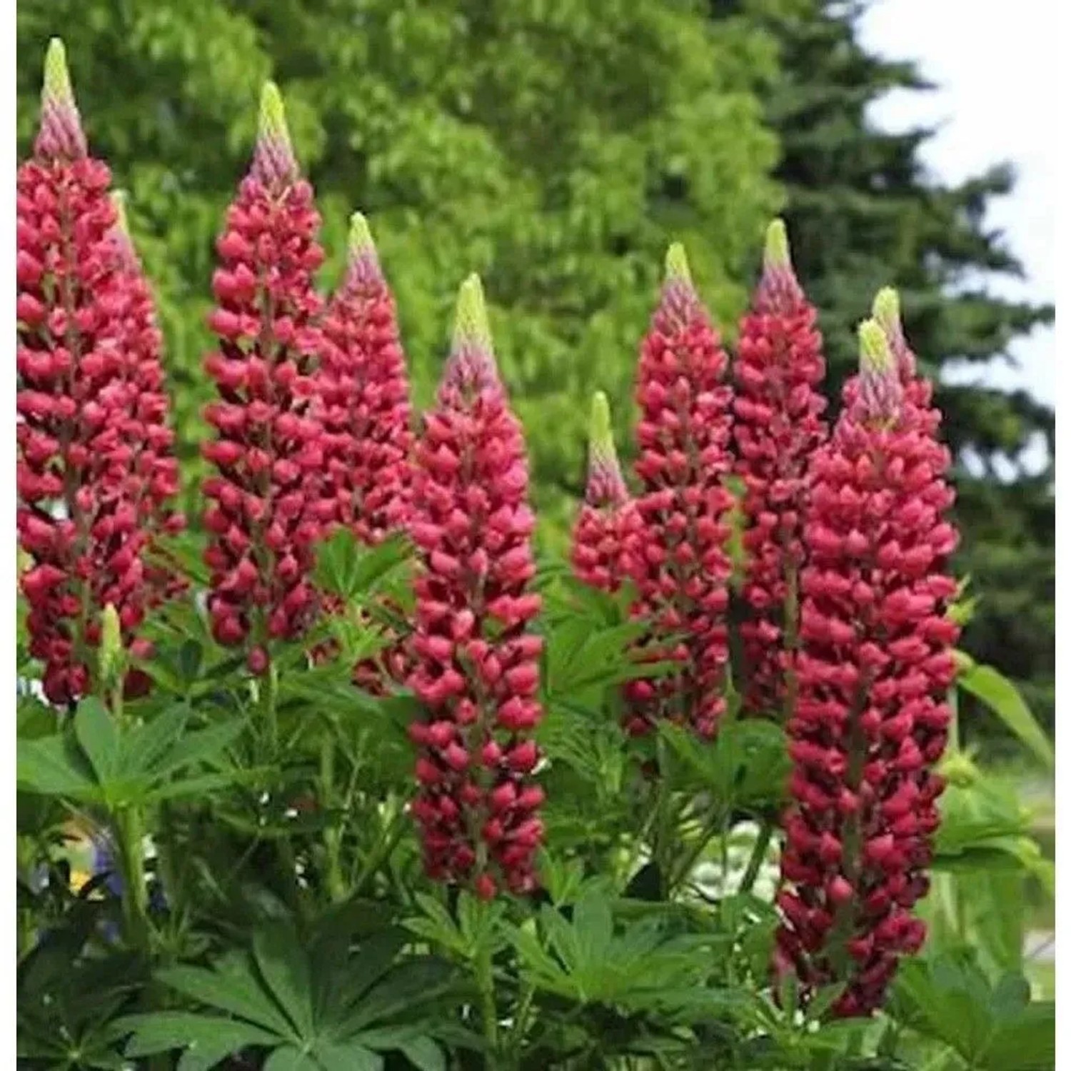 Gartenlupinie Edelknabe - Lupinus polyphyllus
