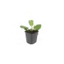 Ziersalbei 'Mainacht' im 9cm Topf, grüne Blätter. Steppensalbei als Bodendecker für den Garten.