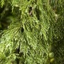 Detailaufnahme der hängenden Zweige einer Nootka-Scheinzypresse (Chamaecyparis Nootkatensis Pendula).
