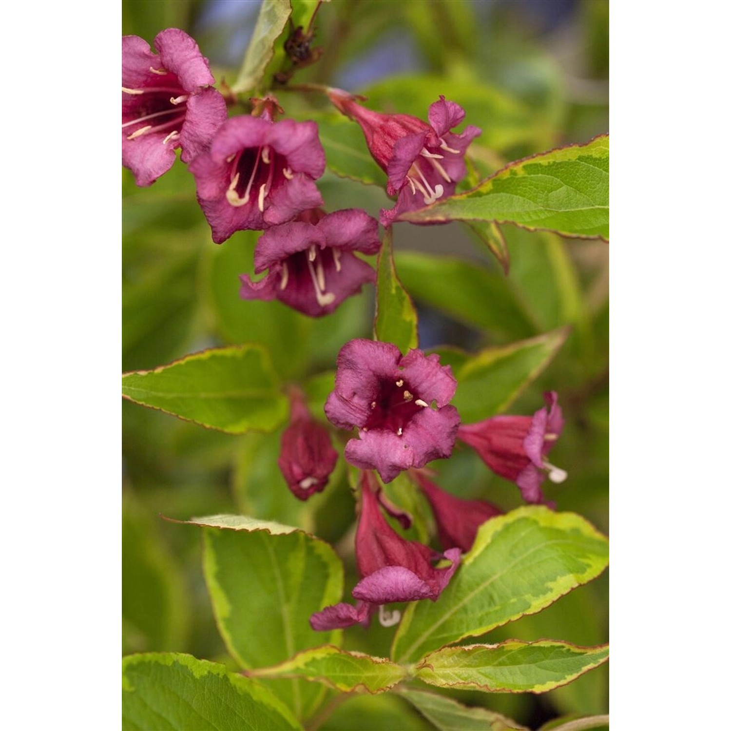Weigela Florida Brigela Weigelie Buntlaubig 100–125 cm günstig online kaufen