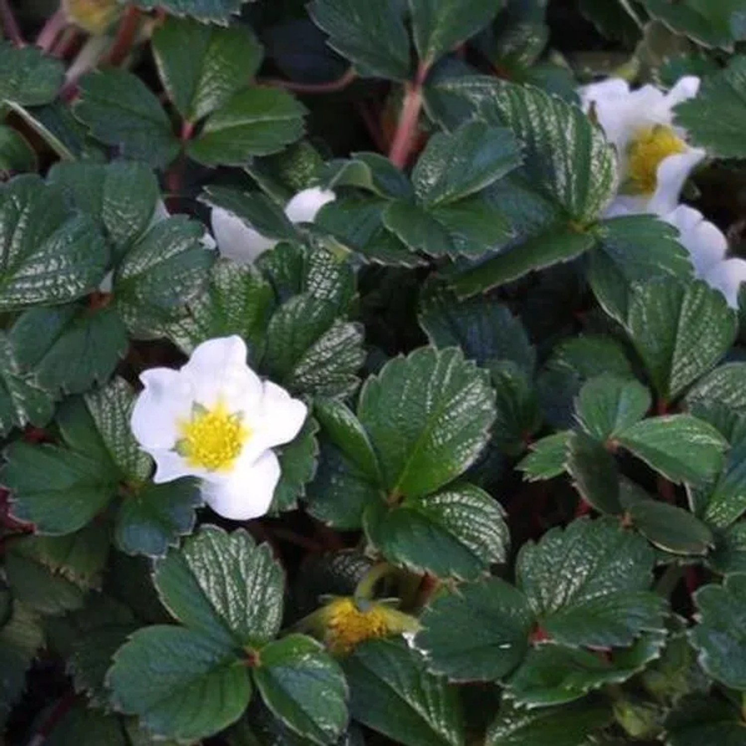 6 x Erdbeere Fragaria chiloensis Topf 9cm Immergrün