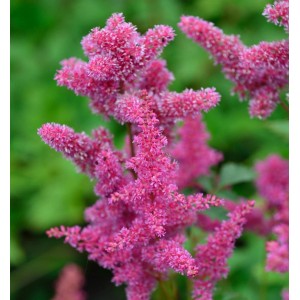 Prachtspiere 'Bremen' (Astilbe japonica) mit leuchtend pinkfarbenen Blüten vor grünem Hintergrund.