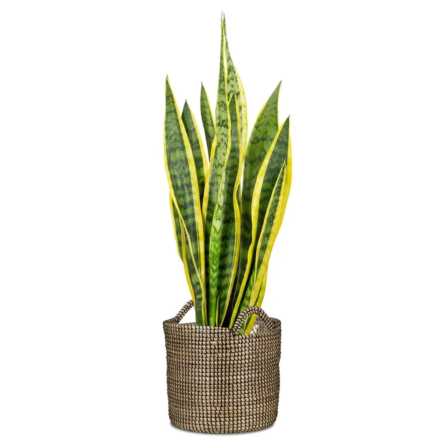 cortenstahl blumenkasten Pflanzkasten Cortenstahl CUBY 150 x 40 x 40 cm