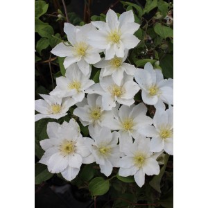 Nahaufnahme der weißen Blüten der Waldrebe Gladys Picard. Clematis mit gelber Mitte.
