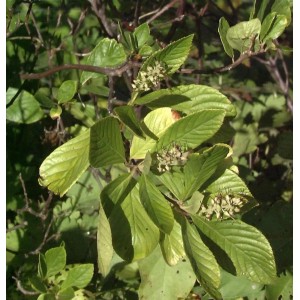Silberkerzenstrauch Pink Spire 60-80cm - Clethra alnifolia