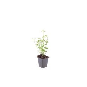 Duftnessel 'Black Adder' im 9cm Topf, eine winterharte Zierstaude für den Garten. Set mit 60 Pflanzen.