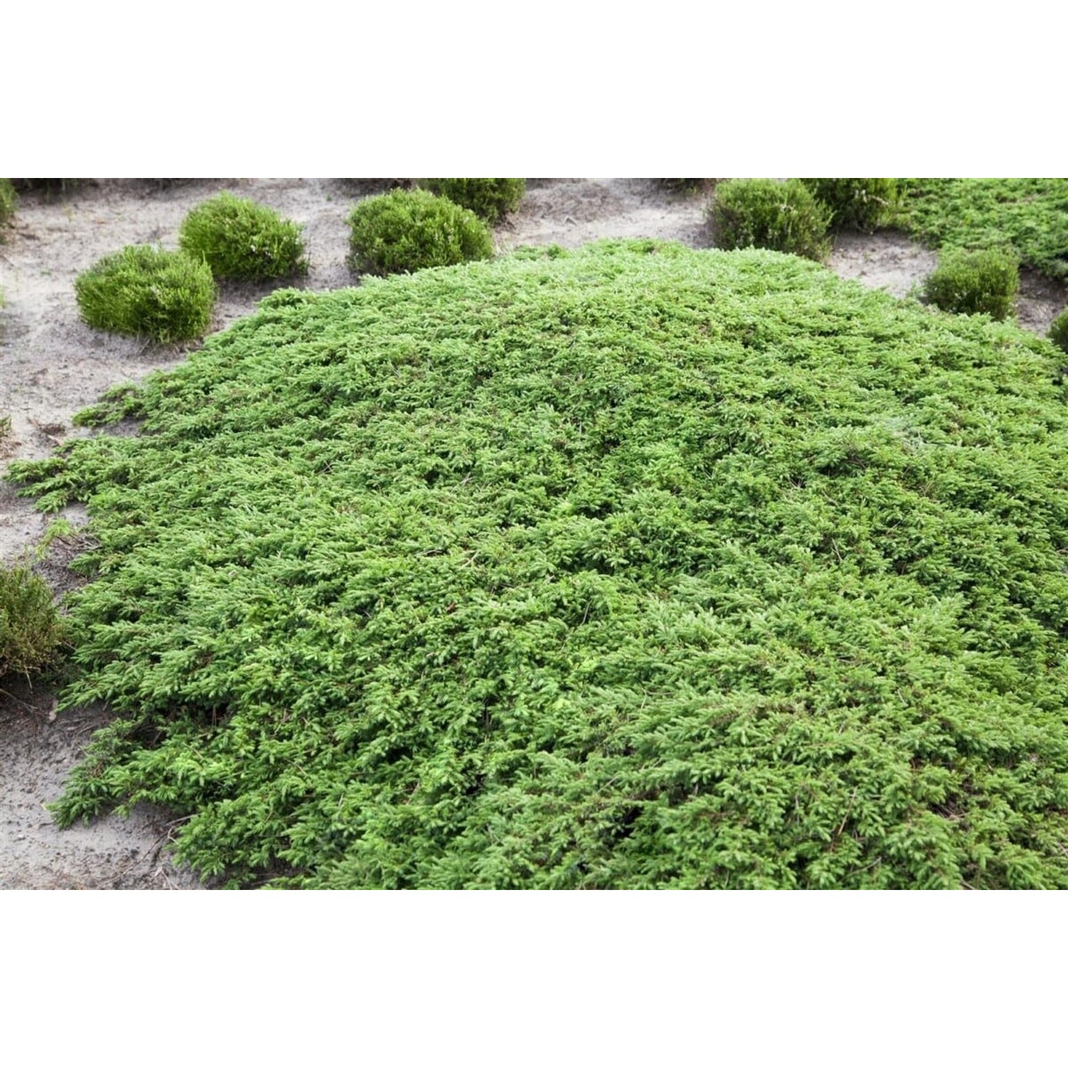Juniperus Communis Green Carpet Wacholder Immergrün 100 cm Stammhöhe günstig online kaufen