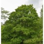 Feldahorn (Acer campestre), 60-80cm, als Strauch im Garten.