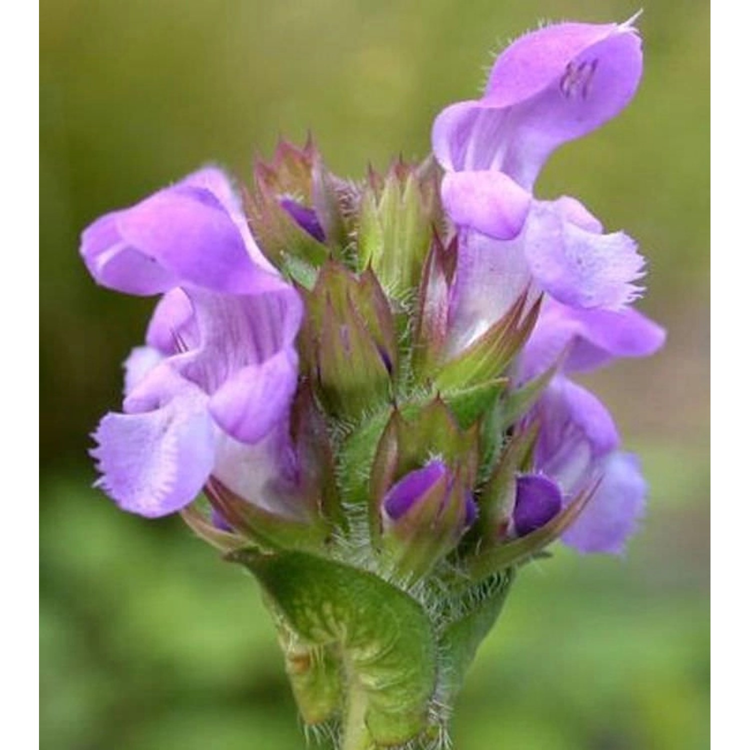 Großblütige Braunelle Loveliness Pink - Prunella grandiflora günstig online kaufen