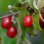 Nahaufnahme der roten Früchte der Kornelkirsche Kasanlaker (Cornus mas) am Strauch.