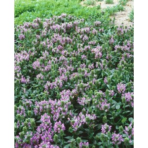 Großblütige Braunelle 'Loveliness' mit violetten Blüten als Bodendecker im Garten.